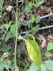 Deeringia polysperma