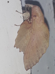 Gastropacha quercifolia