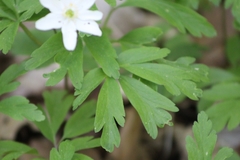 Anemonoides nemorosa