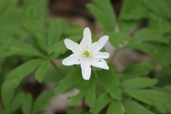 Anemonoides nemorosa