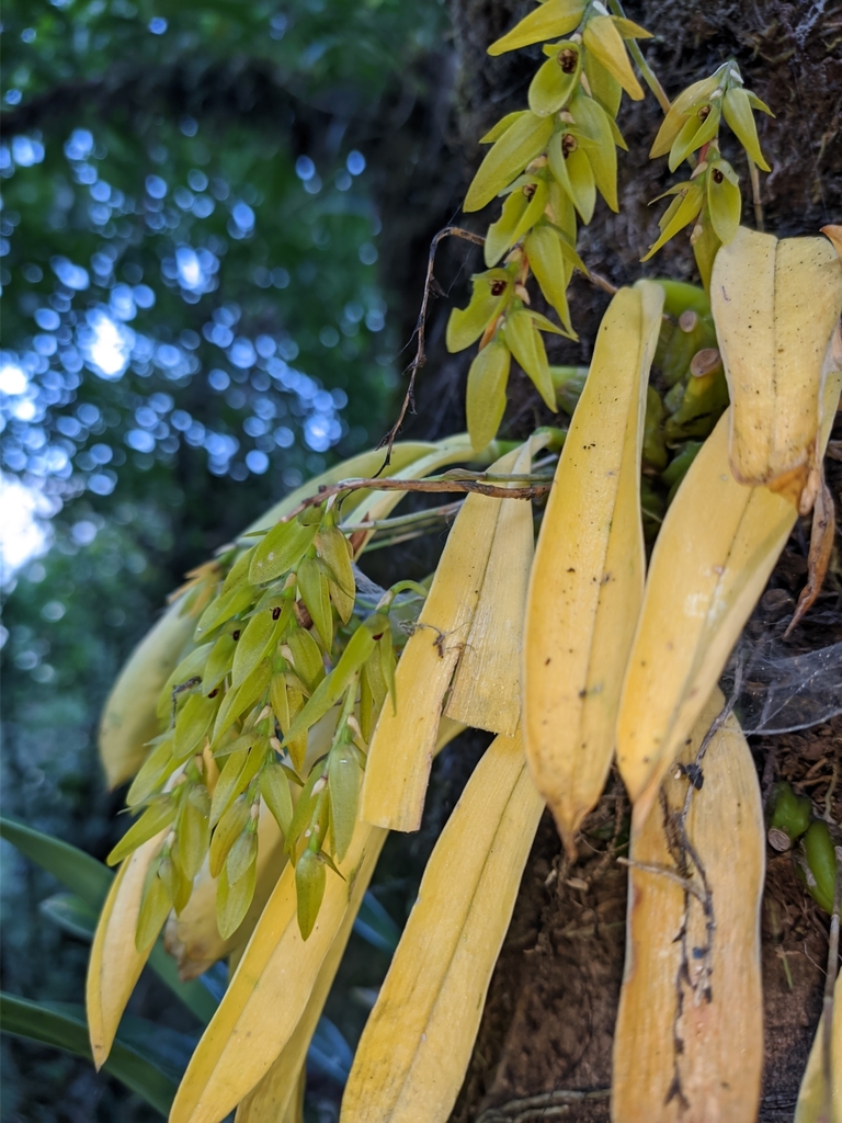 Bulbophyllum viridiflorum