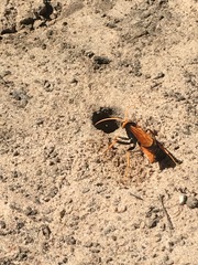 Cryptocheilus australis