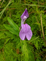 Roscoea auriculata