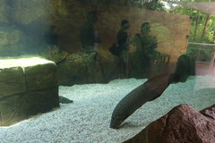 Heterotis niloticus
