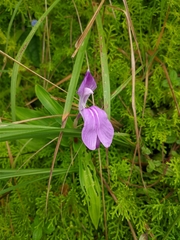 Roscoea auriculata
