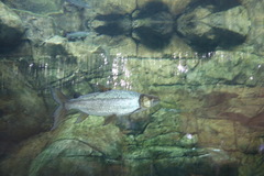 Hydrocynus