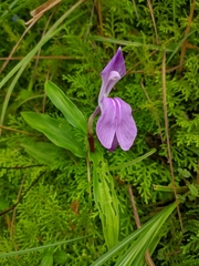 Roscoea auriculata
