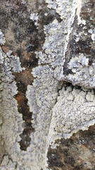 Lepraria membranacea