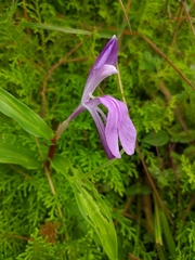 Roscoea auriculata