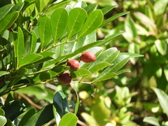 Matayba elaeagnoides