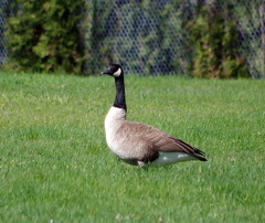 Branta canadensis