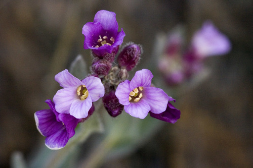 rockcresses (Boechera)