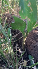 Scadoxus multiflorus