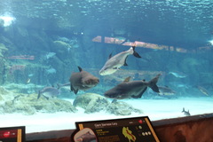 Pangasius sanitwongsei