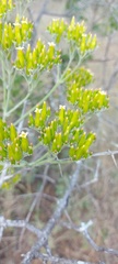 Kalanchoe brachyloba