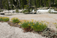 Lomatium torreyi