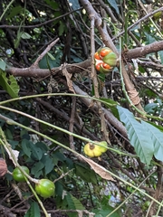 Dysoxylum spectabile