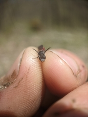 Sphecodes ranunculi