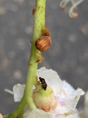 Deraeocoris flavilinea