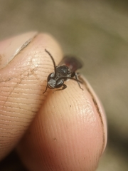 Sphecodes ranunculi