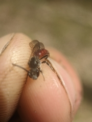 Sphecodes ranunculi