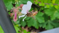 Apis mellifera
