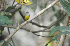 Cnemoscopus rubrirostris