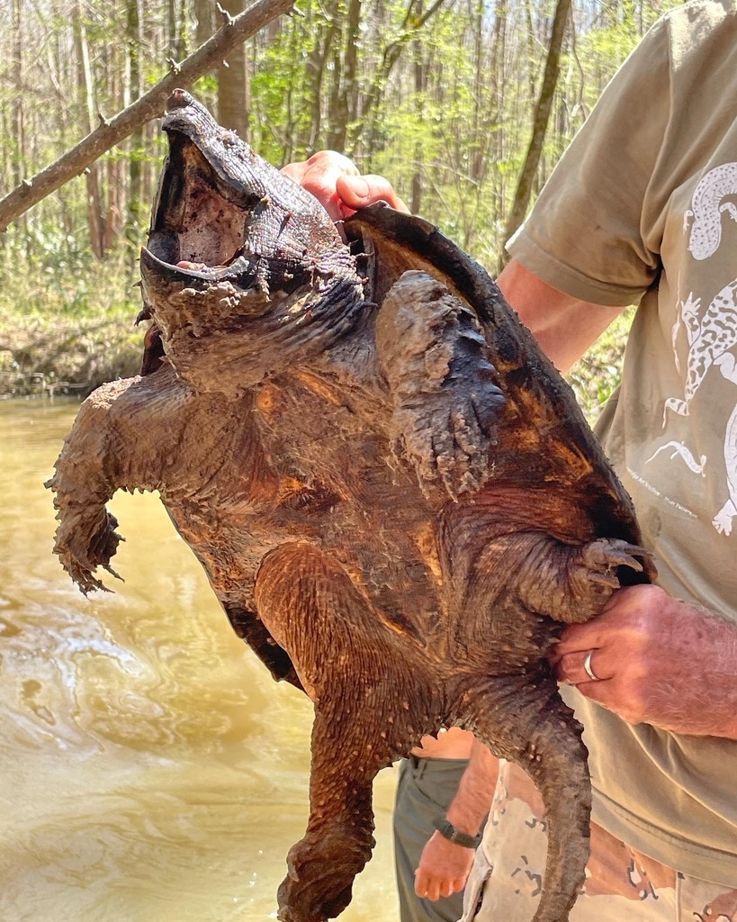 Alligator Snapping Turtle in March 2022 by noramwadsworth · iNaturalist