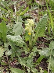 Primula veris