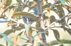 Mecocerculus stictopterus