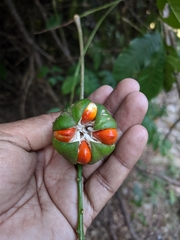 Dysoxylum spectabile