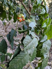 Dysoxylum spectabile