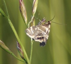 Petrophila canadensis