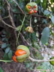 Dysoxylum spectabile