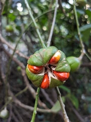 Dysoxylum spectabile