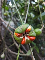 Dysoxylum spectabile