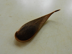 Schizolobium parahyba