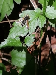Sericomyia