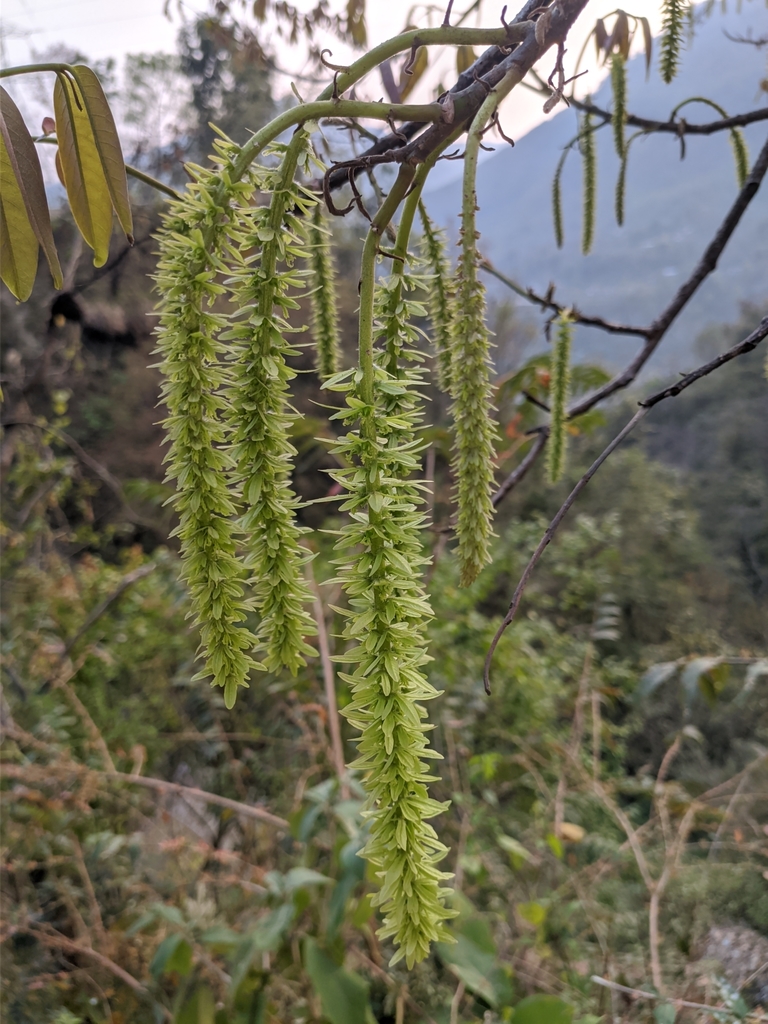 Engelhardia