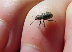 Sciaphobus squalidus