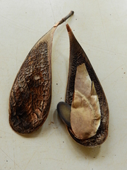 Schizolobium parahyba