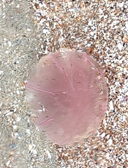 Pelagia noctiluca