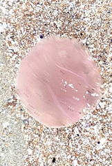 Pelagia noctiluca