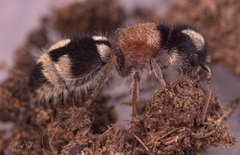 Ronisia barbarula