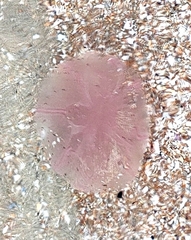 Pelagia noctiluca