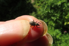 Sciaphobus squalidus