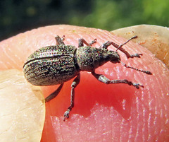 Sciaphobus squalidus