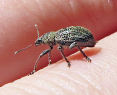 Sciaphobus squalidus