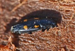 Glischrochilus hortensis