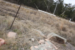 Eragrostis leptocarpa